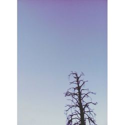 Low angle view of trees against clear sky