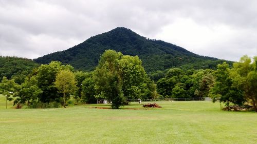 Trees on field against sky