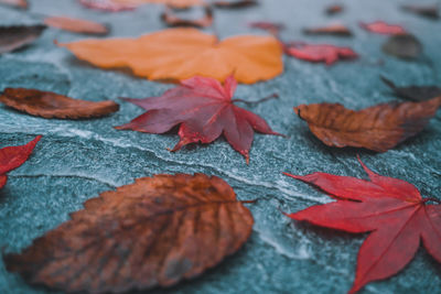 Close-up of autumn leaves