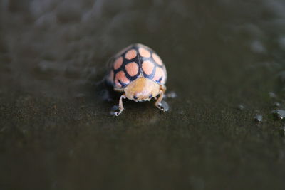 Close-up of crab on sand