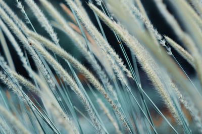 Detail shot of plants