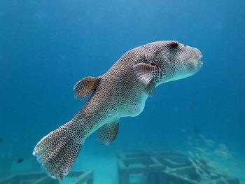 Fish swimming in sea