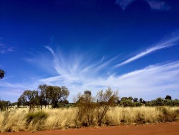 Scenic view of grassy field against blue sky