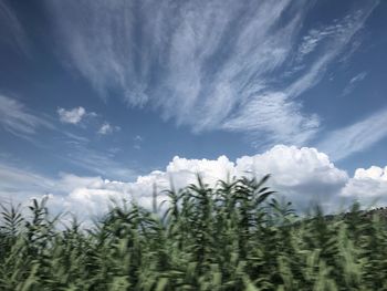 Pine trees on field against sky