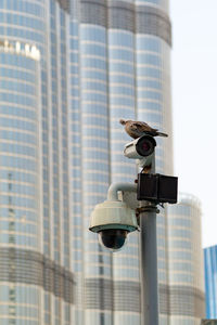 Bird perching on surveillance camera on street against building