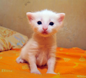 Close-up portrait of a kitten