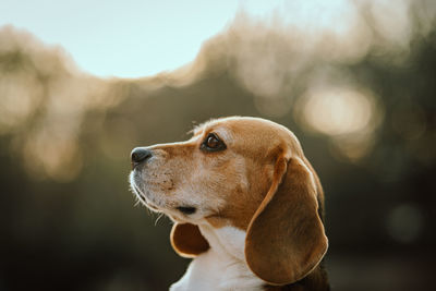 Close-up of dog looking away