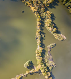 Close-up of flowering plant against tree