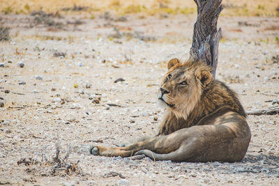 View of a cat lying on land