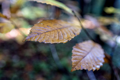 Close-up of autumnal leaf on leaves