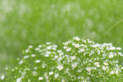 Close-up of white flowering plant on field