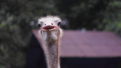 Close-up portrait of a ostrich