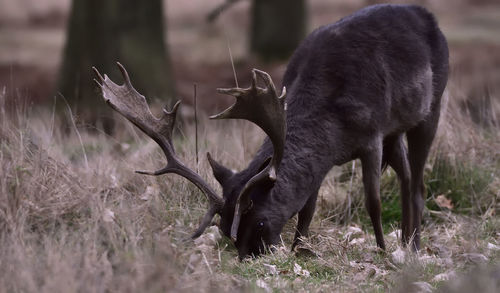 Close-up of deer eating grass on field