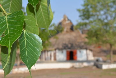 Close-up of plant