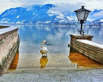 Birds perching on retaining wall by lake against mountain