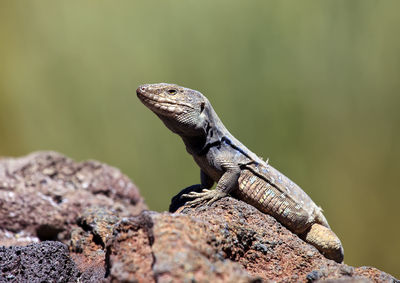 Close-up of a lizard on rock