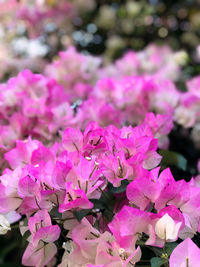 Close-up of pink flowers