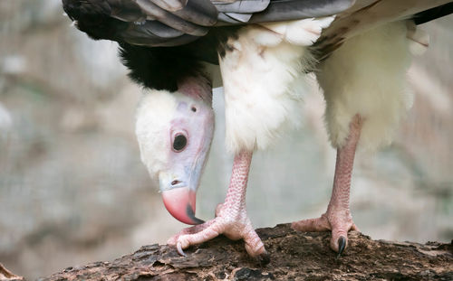 Close-up of birds