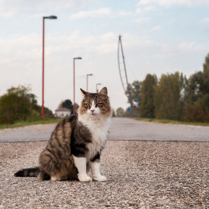 Cat sitting on road