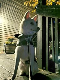 Dog looking away while sitting outdoors