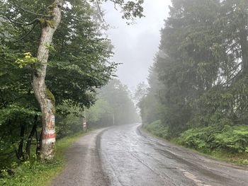 Empty road amidst trees