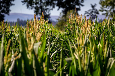 Close-up of wheat crop in field