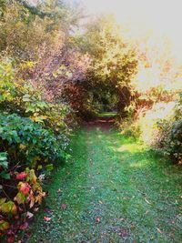 Scenic view of flowering plants and trees during autumn