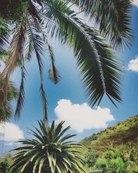 Low angle view of palm trees against cloudy sky