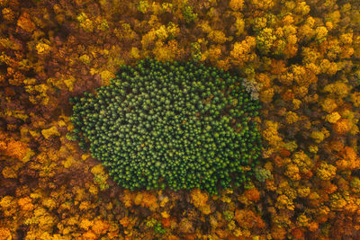 Full frame shot of trees