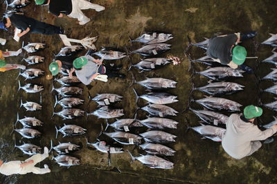 High angle view of umbrellas hanging on metal fence