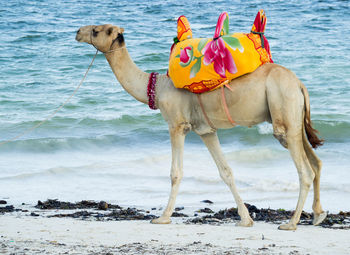 View of a horse on the beach