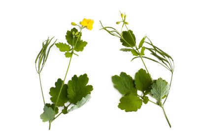 Close-up of leaves against white background