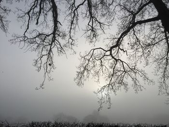 Low angle view of bare trees against sky