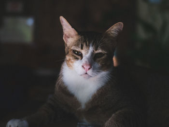 Close-up portrait of cat lying in darkroom