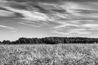 Scenic view of field against sky