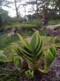 Close-up of succulent plant growing on field