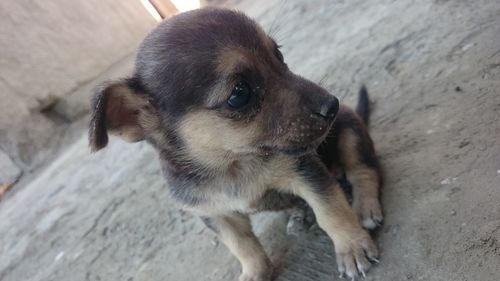 Close-up of puppy looking away