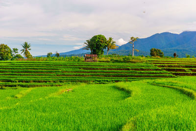 Scenic view of agricultural field against sky
