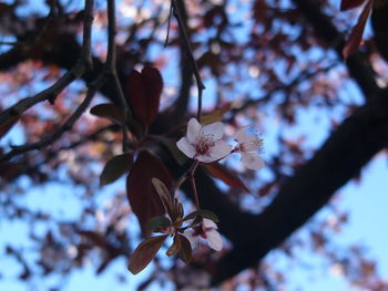 Pink flowers blooming in park