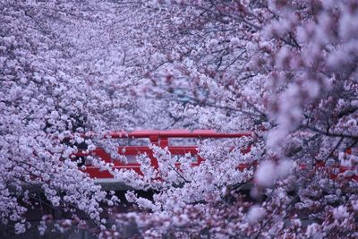 Pink cherry blossoms by footbridge