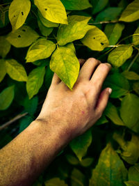 Close-up of hand holding leaves