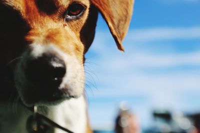 Close-up of a dog
