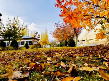 Autumn leaves on field by building against sky