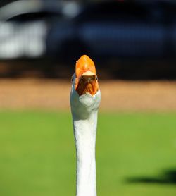 Close-up of a funny goose bird