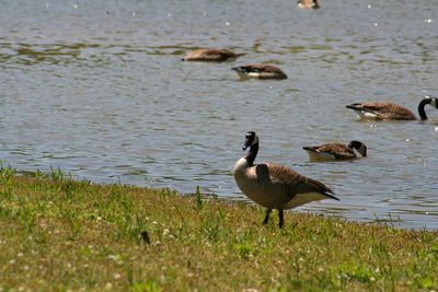 Ducks swimming in lake