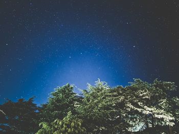 Low angle view of trees against sky at night