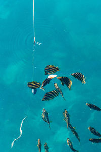 High angle view of fish swimming in sea