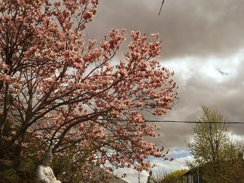 Low angle view of pink flowering tree against sky