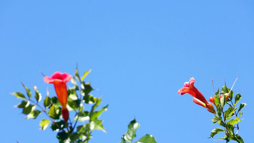 Low angle view of red flowering plant against blue sky