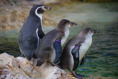 Penguins by lake